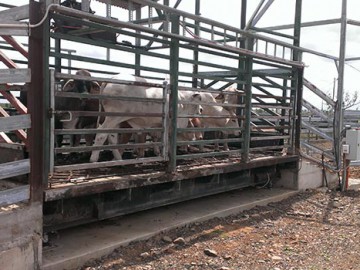 Cattle Weighbridge Refurbished – Barmount Station Feedlot