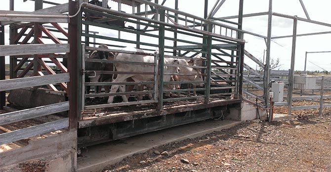 Cattle Weighbridge Refurbished – Barmount Station Feedlot